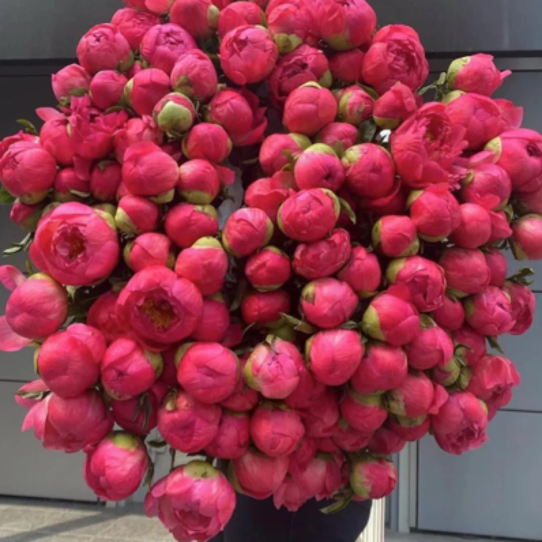 恒巢年宵花牡丹芍药鲜切花家居装饰花卉顺丰配送鲜花水养