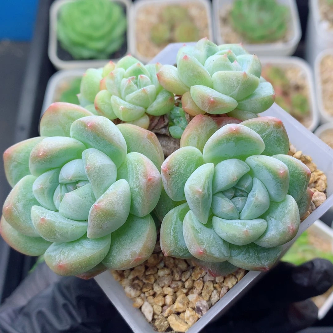 58包邮  群生不包整糖心群46