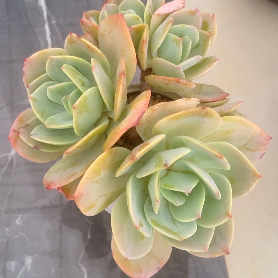 白凤群多肉多肉多肉