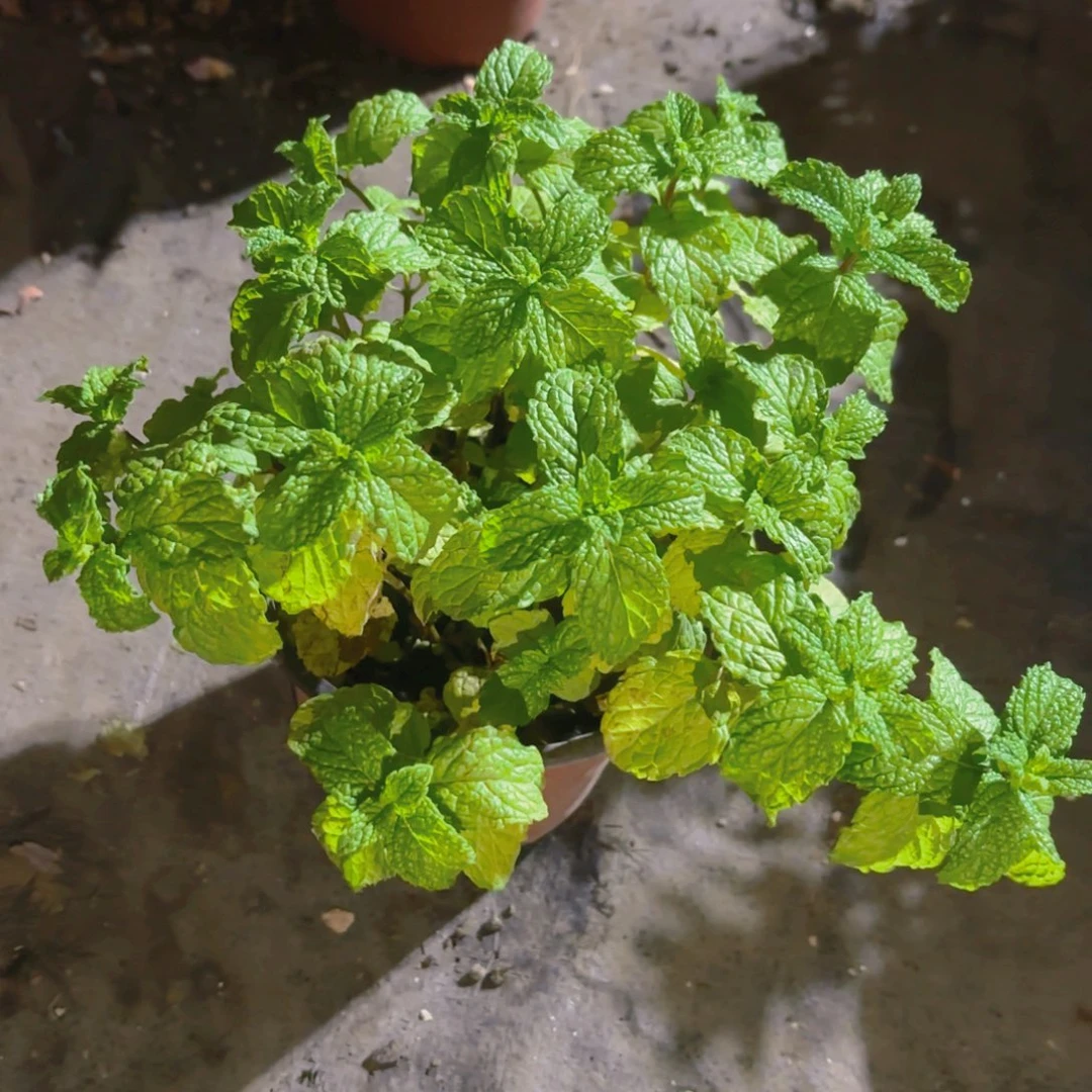 岛****薄荷新疆包邮15cm