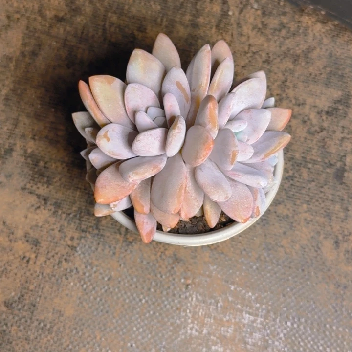 粉兔送11111111111111