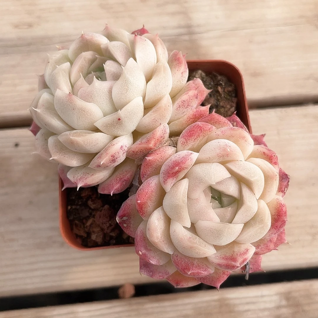 优选女王福利9217