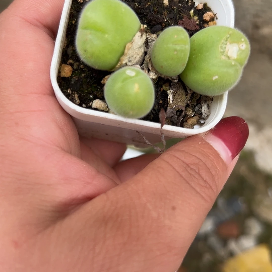 多肉植物毛翠堤群