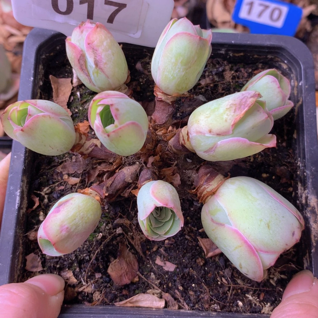 一物一拍星辰琉璃017