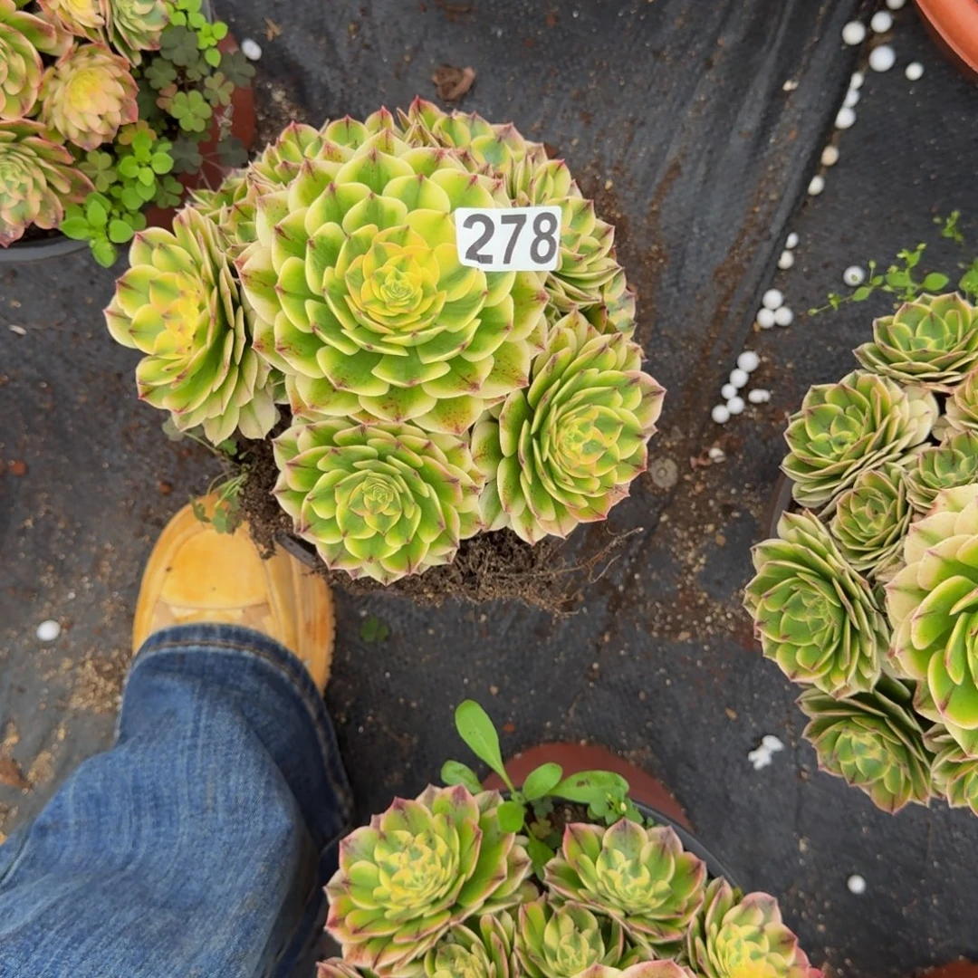 278多肉植物伊丽莎白