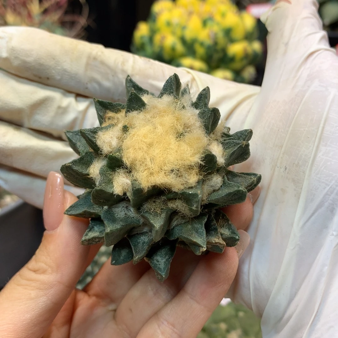 42号 苗接 龙角岩牡丹6公分 无根