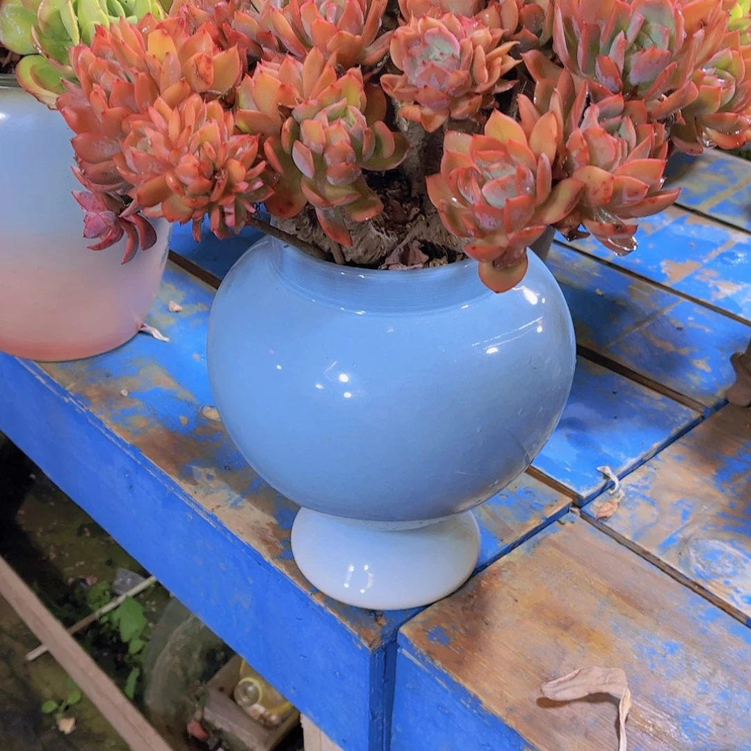 红陶红*多肉植物保护研究所