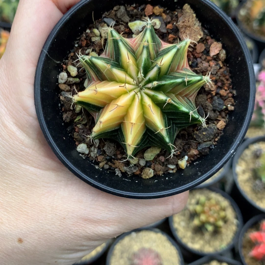 仙人球米哈牡丹锦