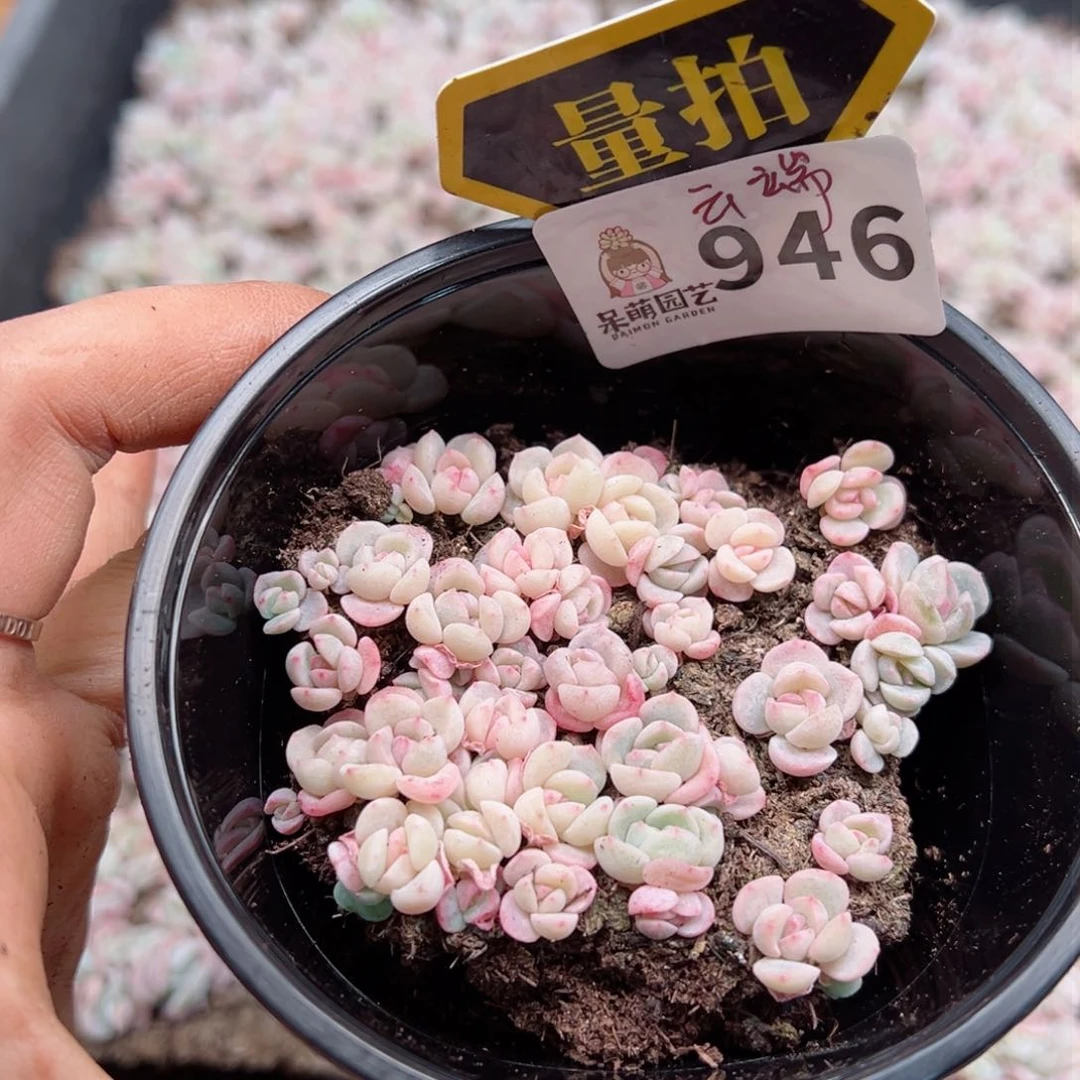 多肉植物多肉植物