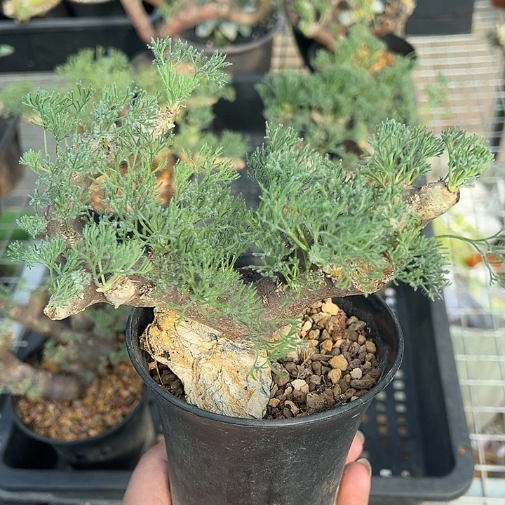 黑皮月界产地多肉植物