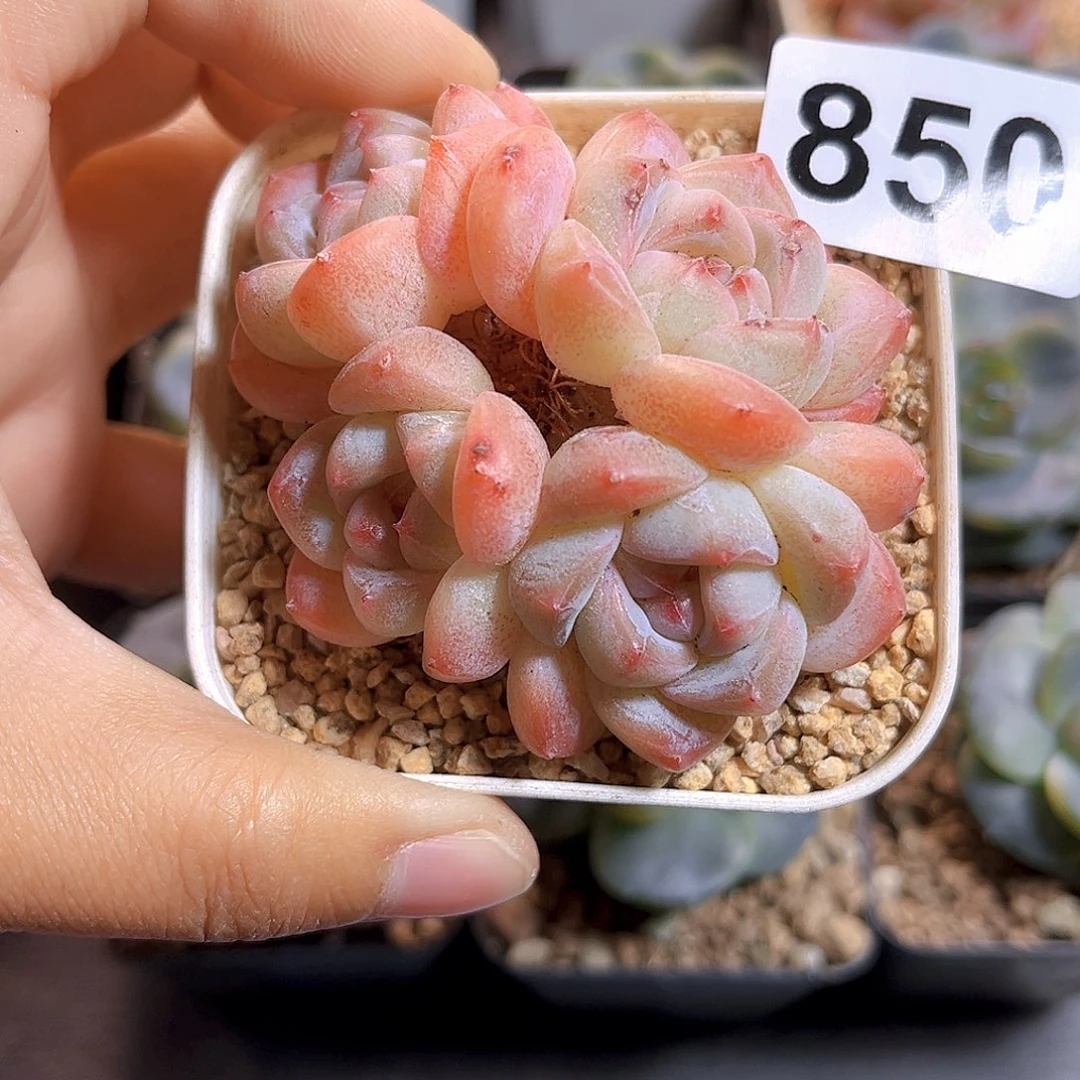 ᥫ***࿐850新品珍妮 满18包邮