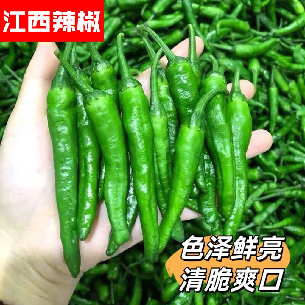 正宗江西土辣椒精品新鲜薄皮小青椒微辣清香爽口现摘现发