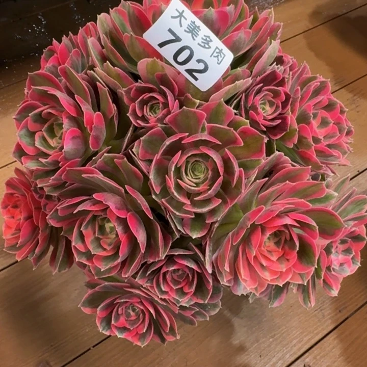 萍粉女郎福利702肉肉
