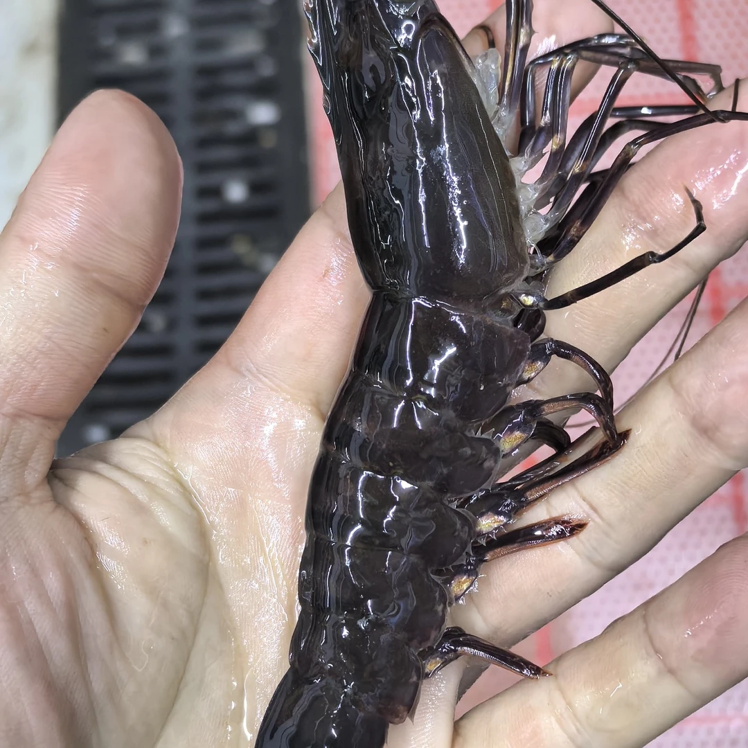 【鲜活】大个黑虎虾-斑节虾 12-18头内  打氧气配送