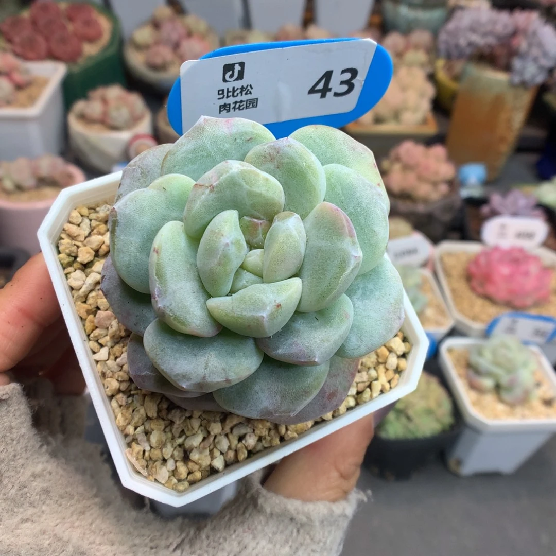 43冰玉石化多肉植物