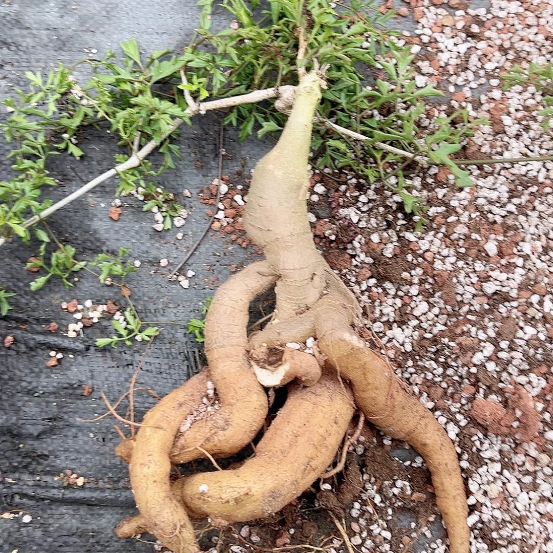 多肉植物象足葡萄翁