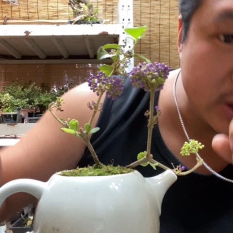 红陶一物一拍所见即所得114