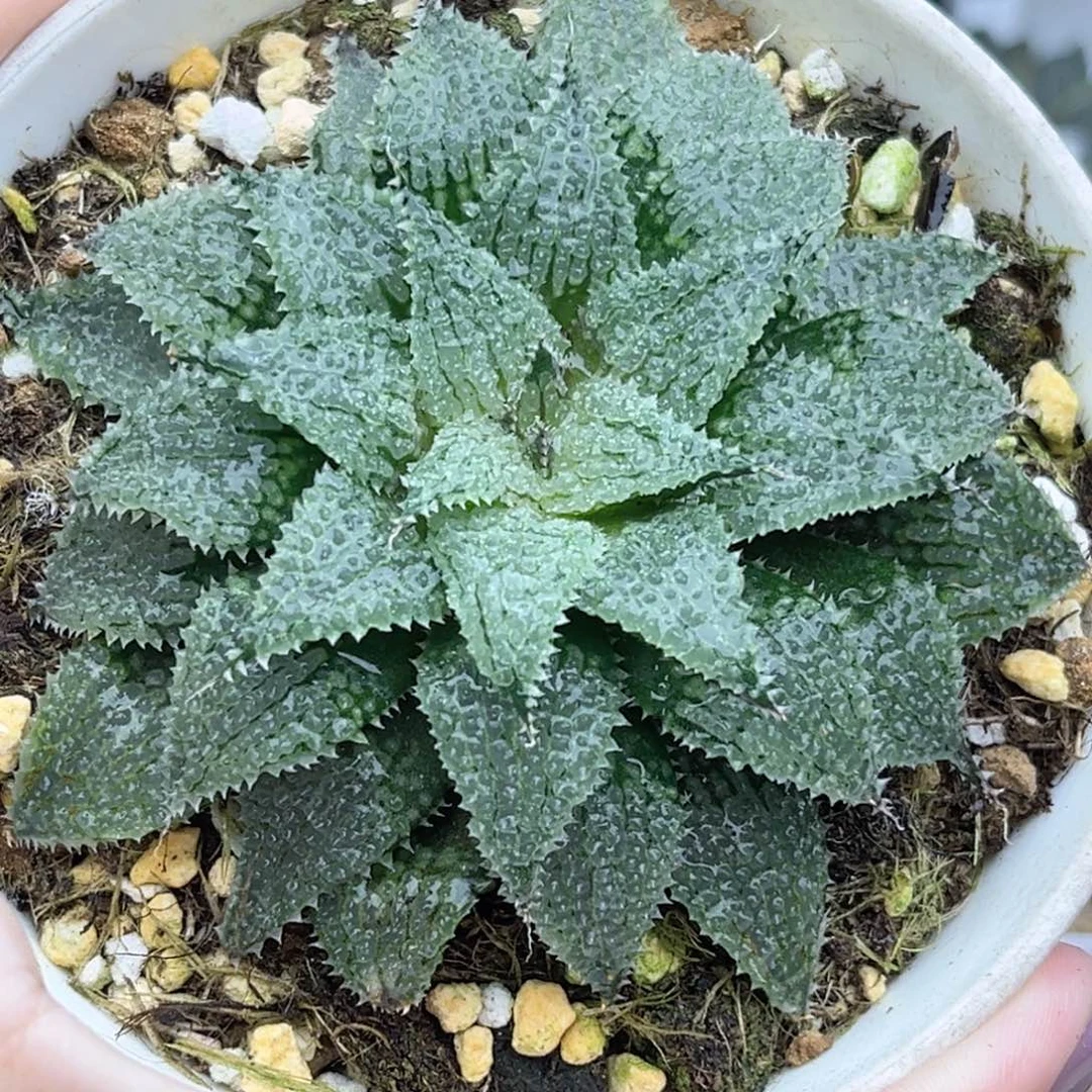 104莫瑞莎福利专场