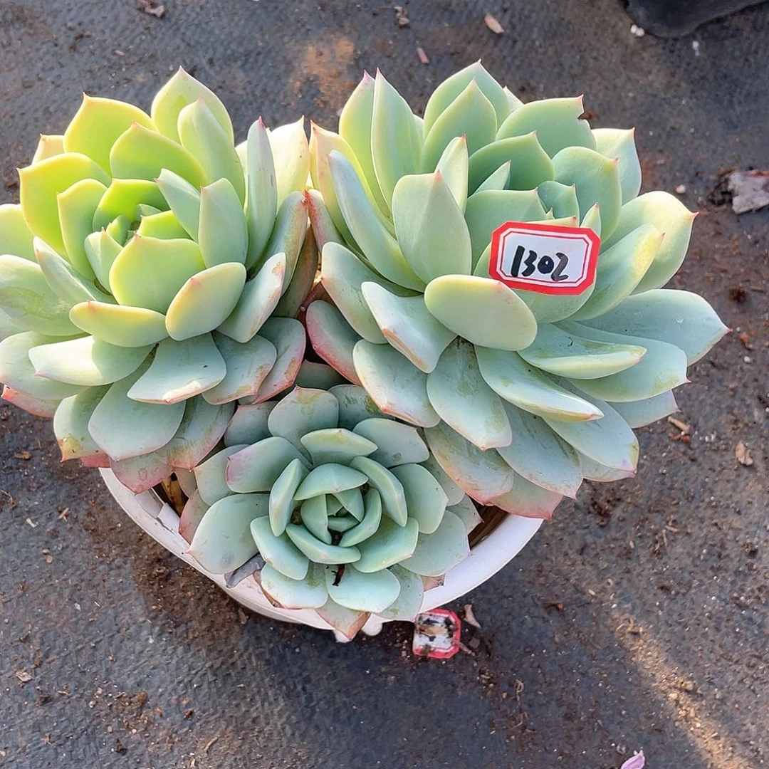 1302恋曲一物一拍多肉