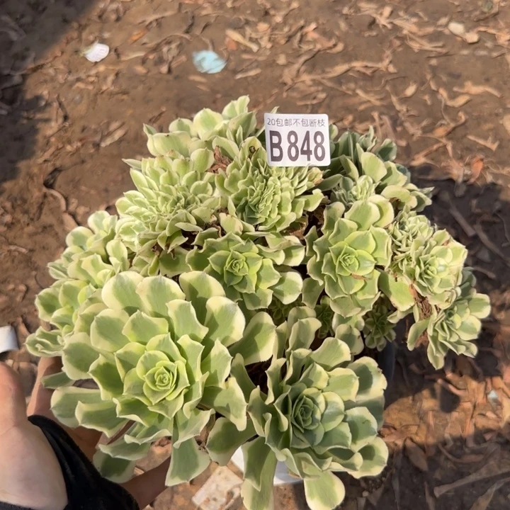绿豆沙……多肉植物……