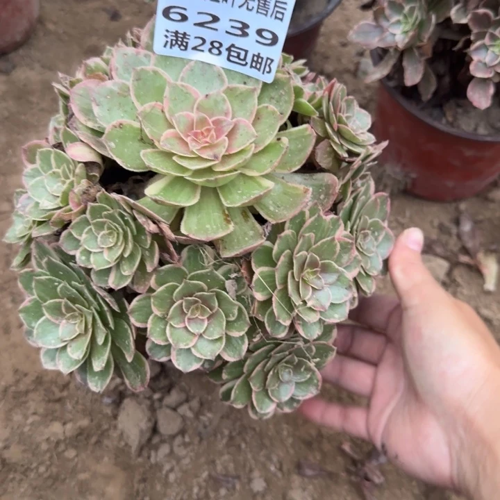 永***你6239二号棚莲花座A