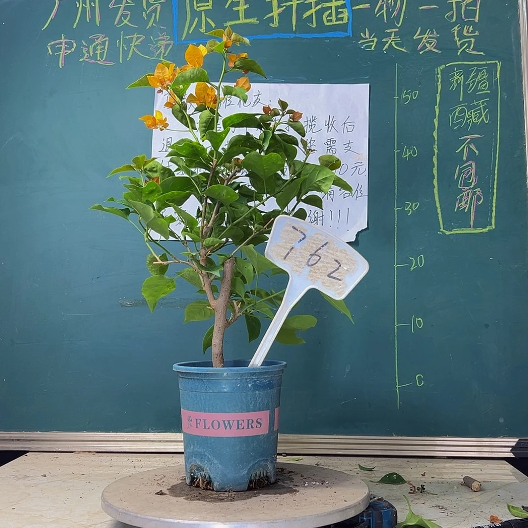 当前无花栽培后可以开花柠檬黄 762