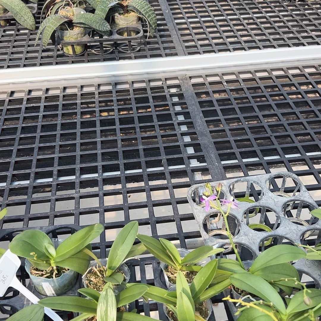 不开花植物小茴紫2.5