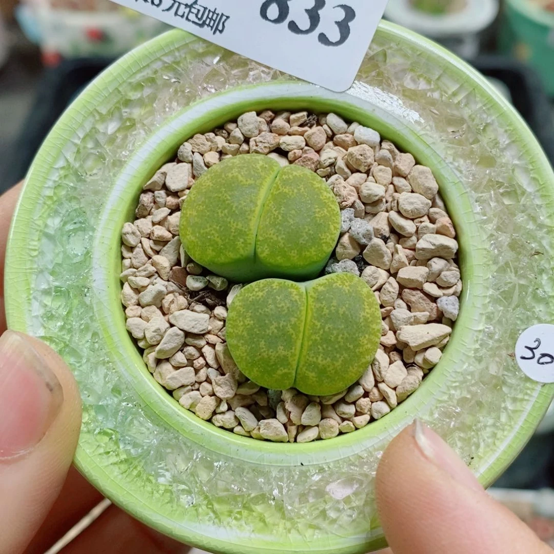 生石花花花花花花花833