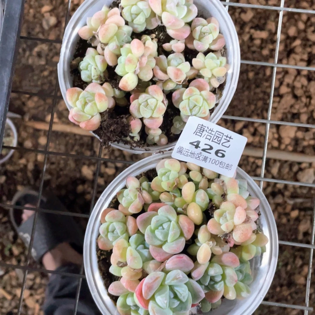 莓***啊冰玉一物一拍426..