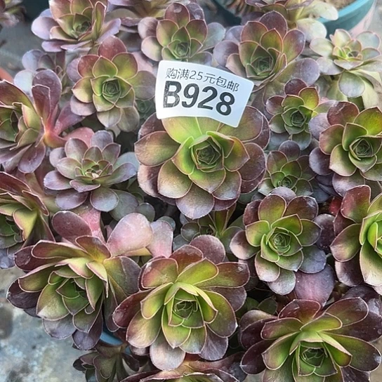 柏****间多肉植物一个有砍