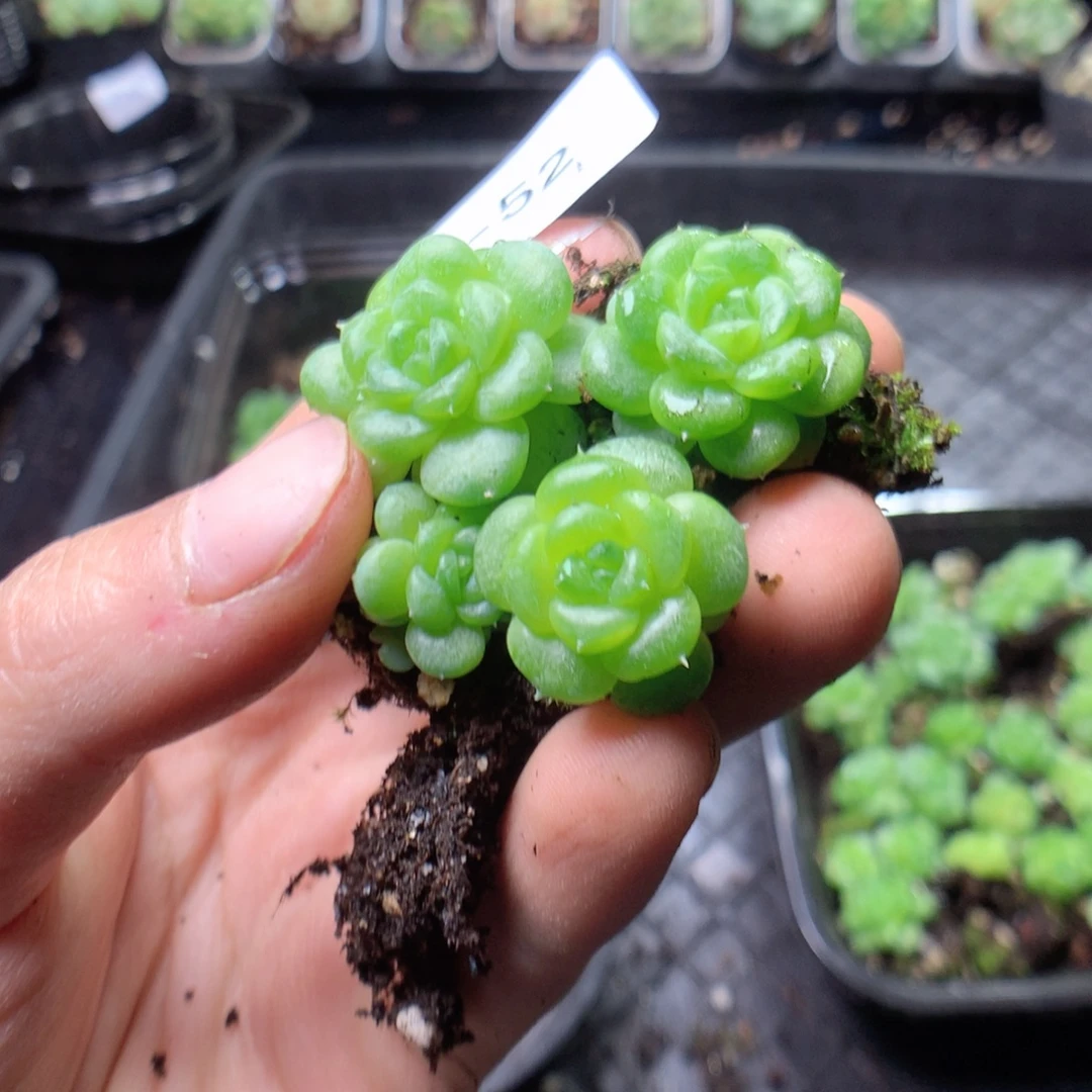 无花朵Q52英语英语英语英语英语英语