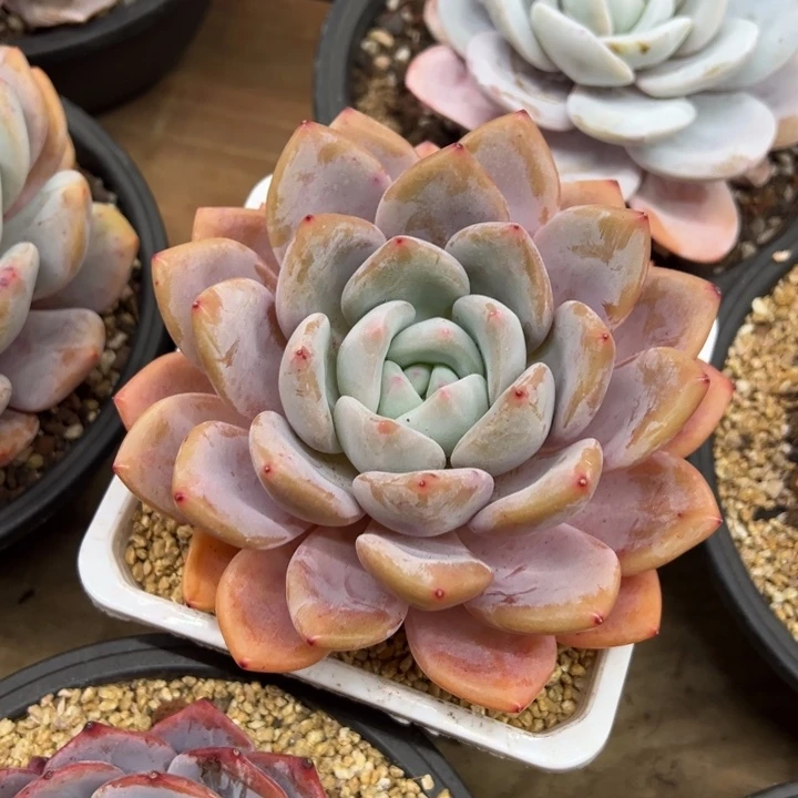 奥橙 老桩 夏鸣园艺