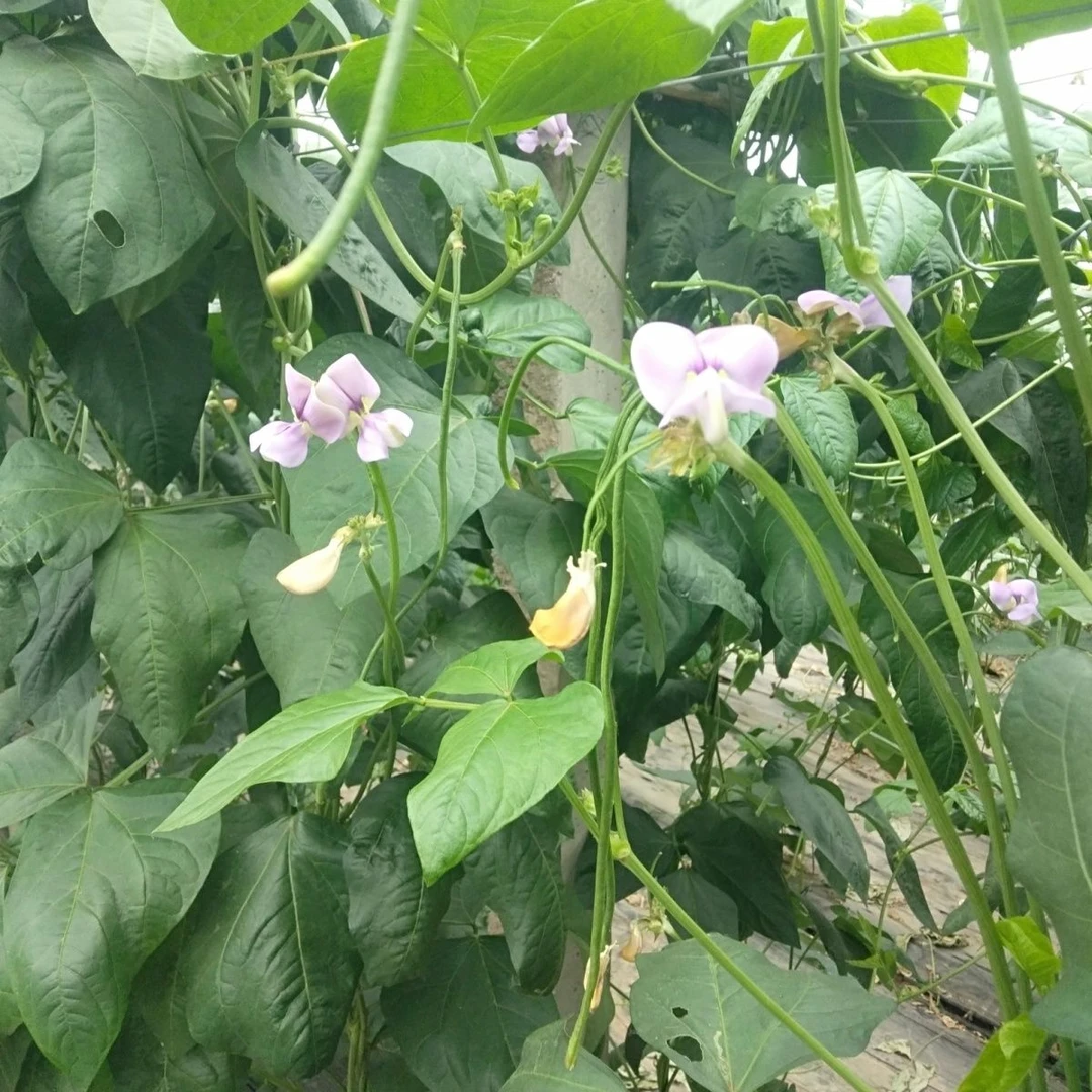 《健硕农场》长豆角 新鲜现摘 豇豆 无筋无丝 顺丰发货