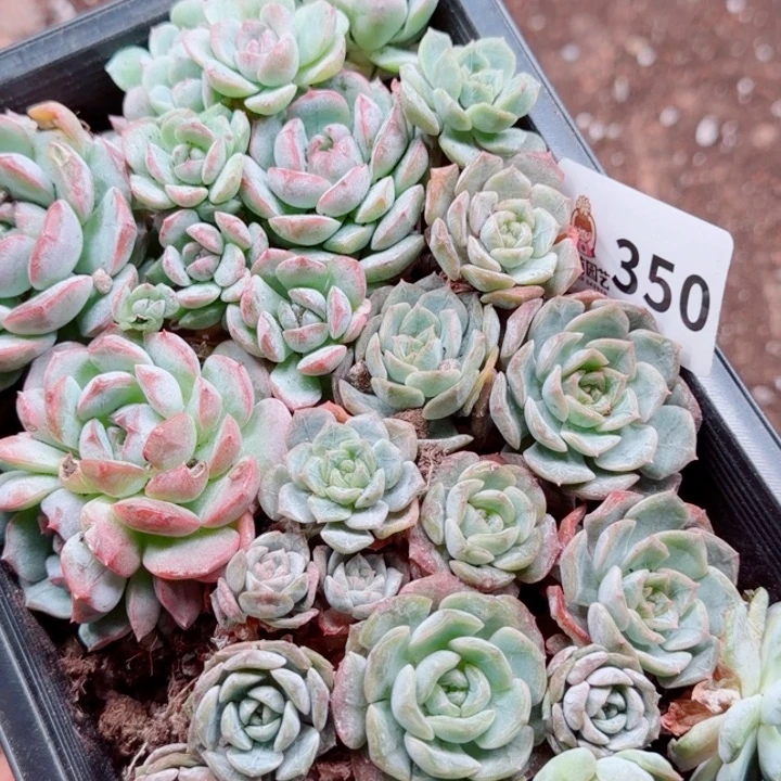 多肉植物多肉植物