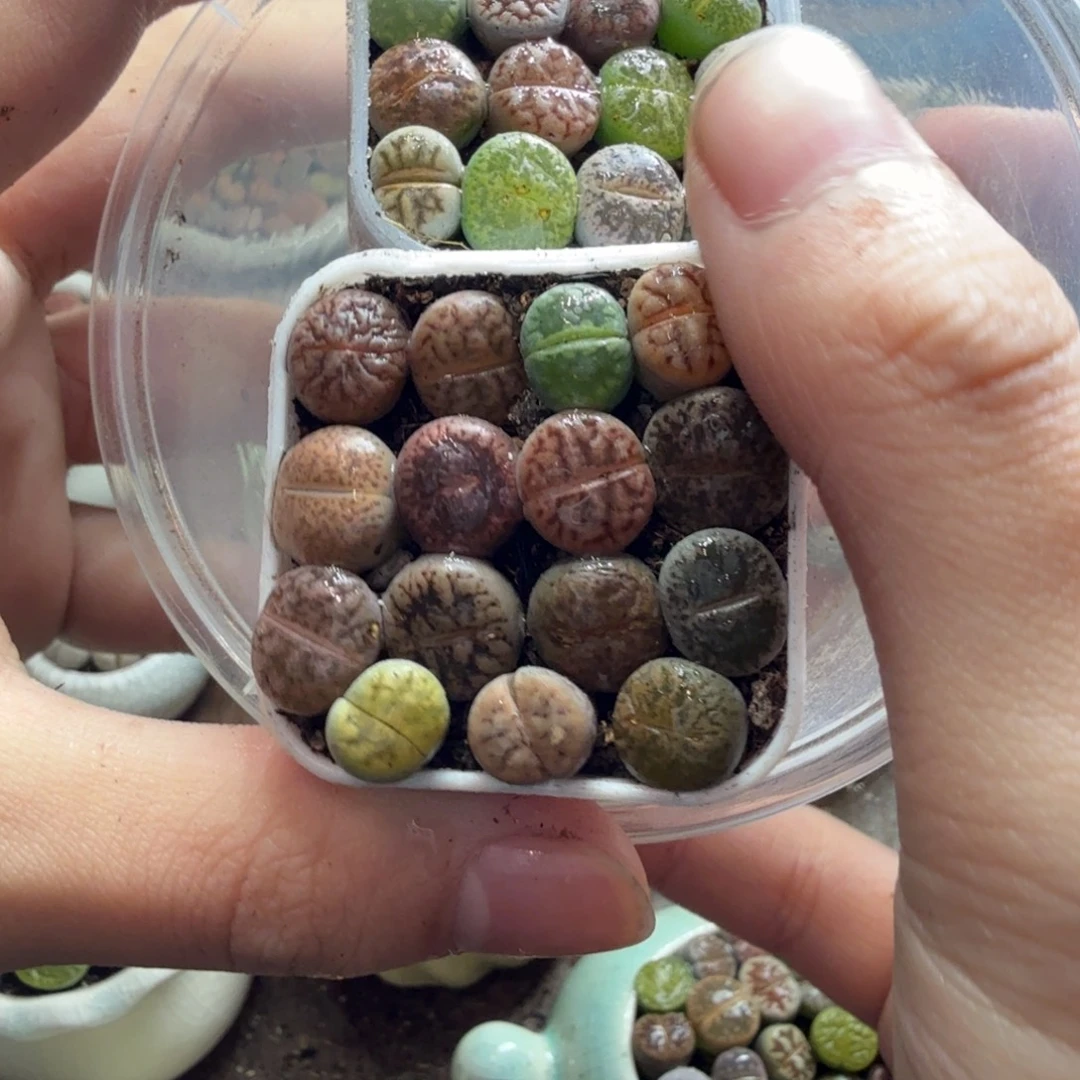 ****应多肉植物和植物等植物849