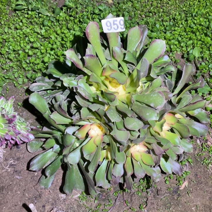 流星雨959号20厘米左右