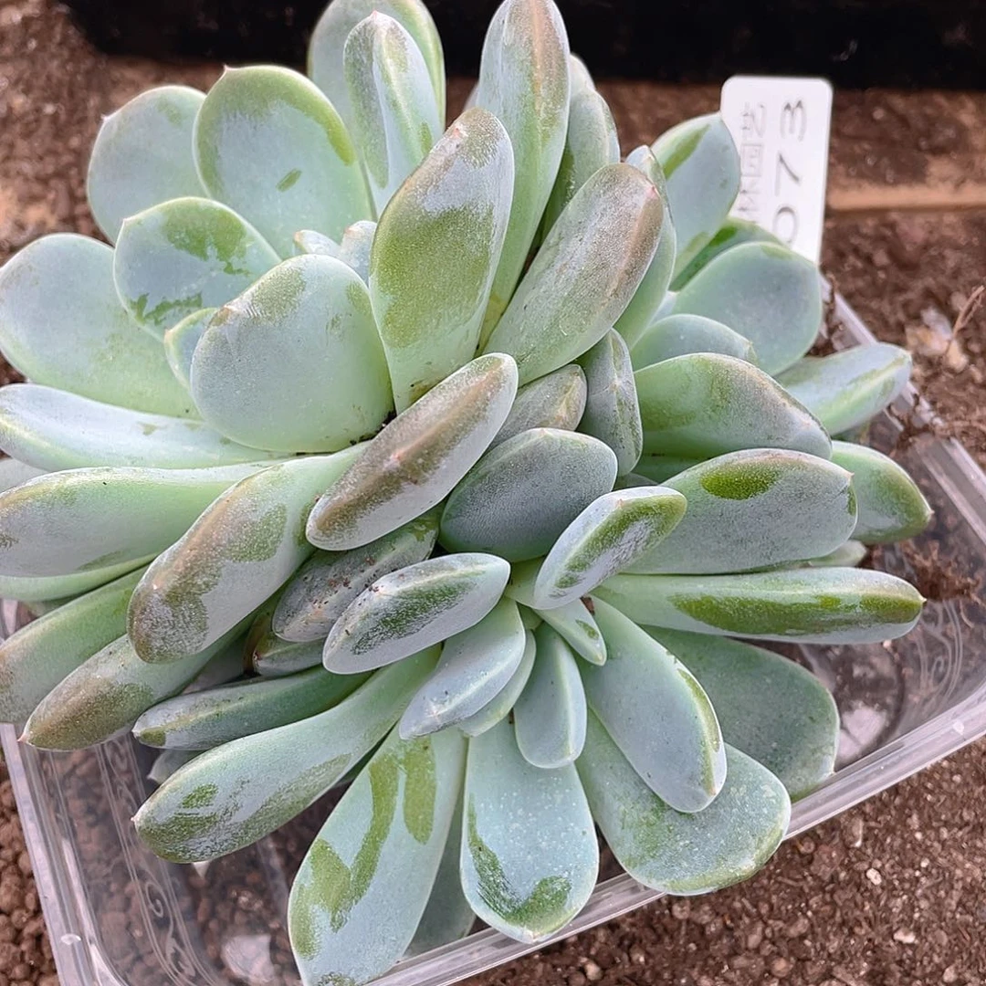 *****多肉植物多肉植物73