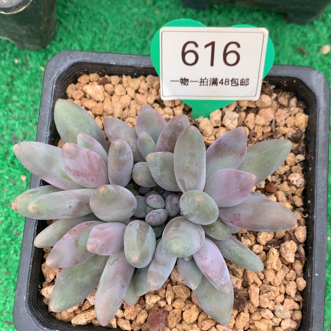 企鹅无砍一物一拍616