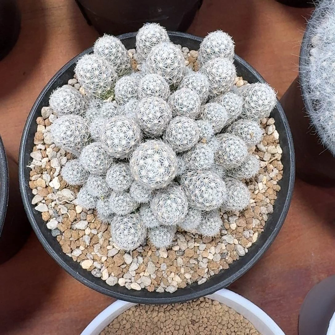 孤雁丸仙人球22345