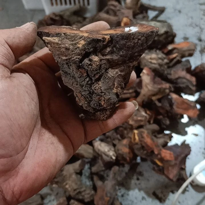 左***道大果紫檀（缅甸花梨）