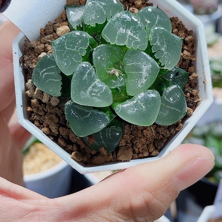 姬翠寿精品十二卷植物