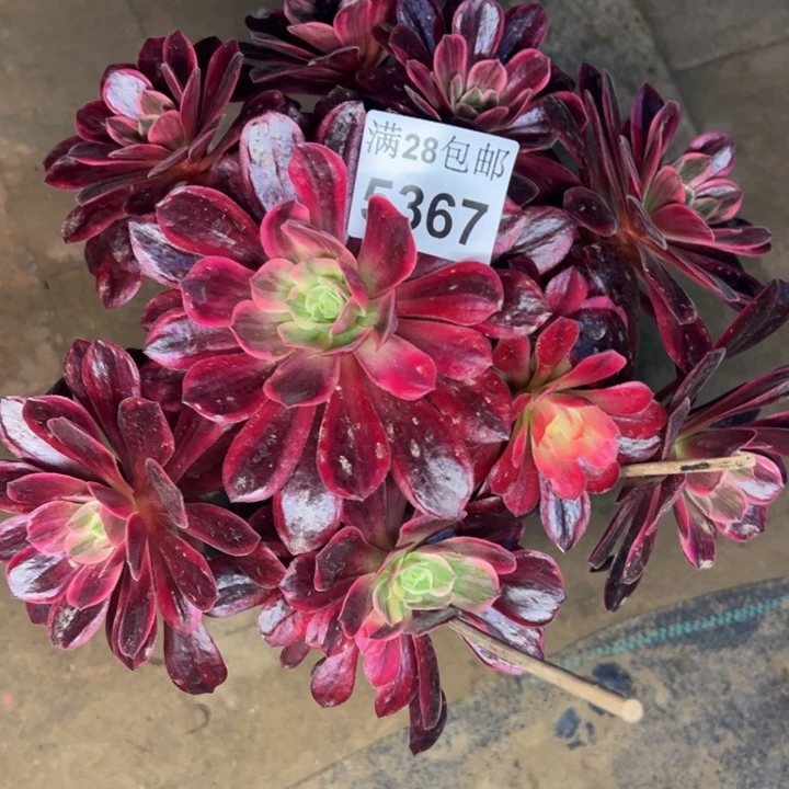 5367婚纱不包损多肉植物