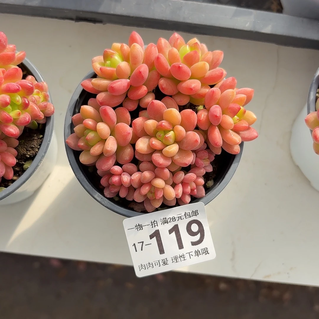 香格里拉无盆土发货无盆