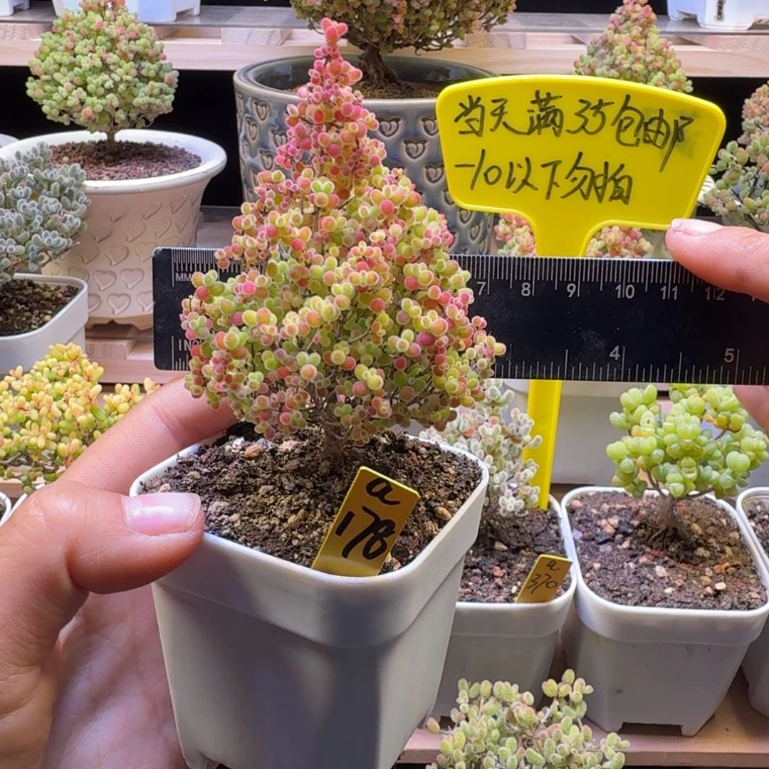 a178号蜜橘冠服6厘米左右圣诞树