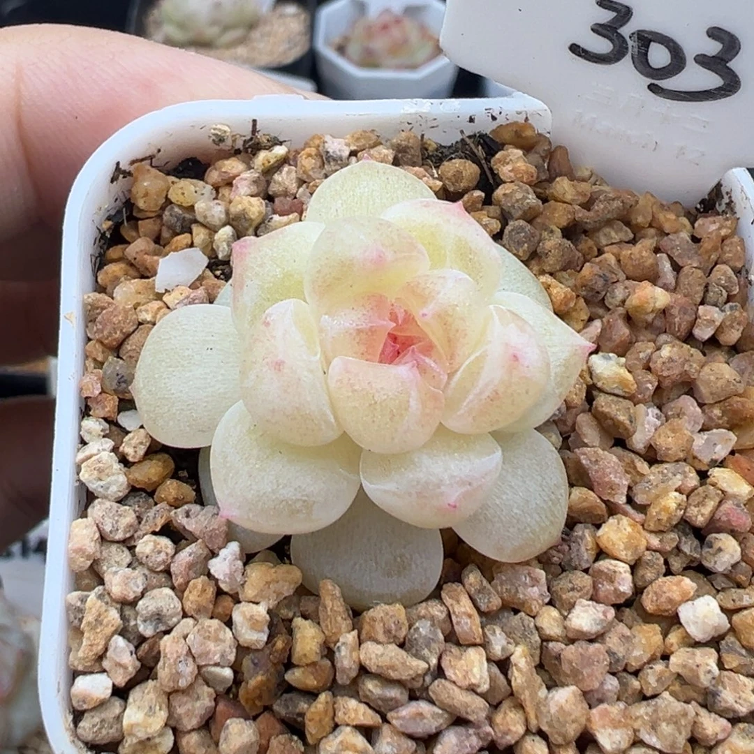 303号鱼柒财富 晗雨