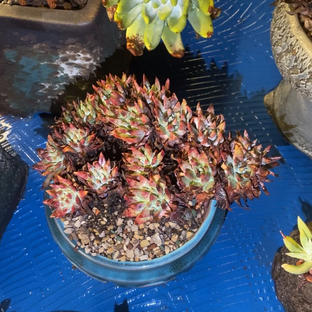 福利多肉植物啦啦啦