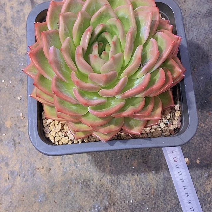 相****香槟多肉植物老桩