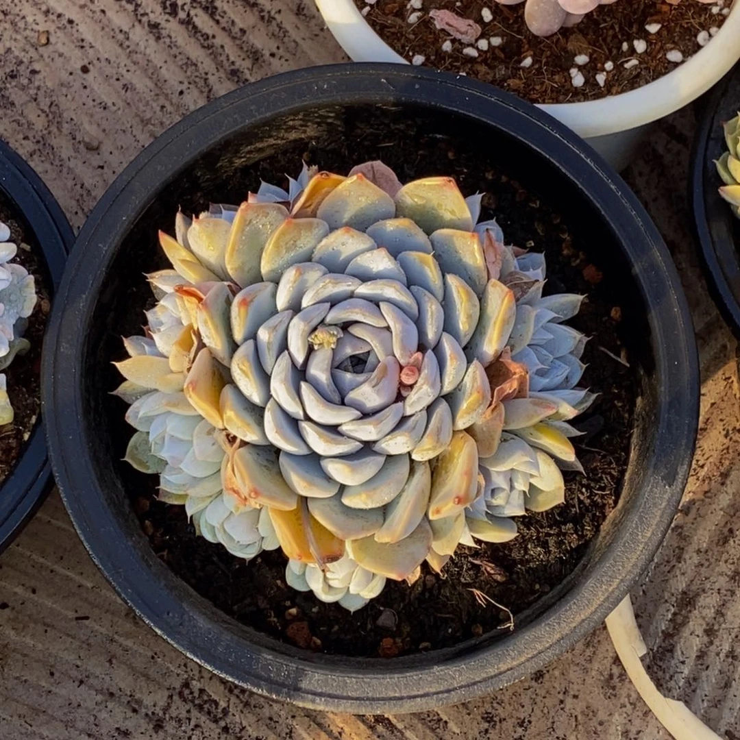 婧**汐48包邮一物一拍多肉植物