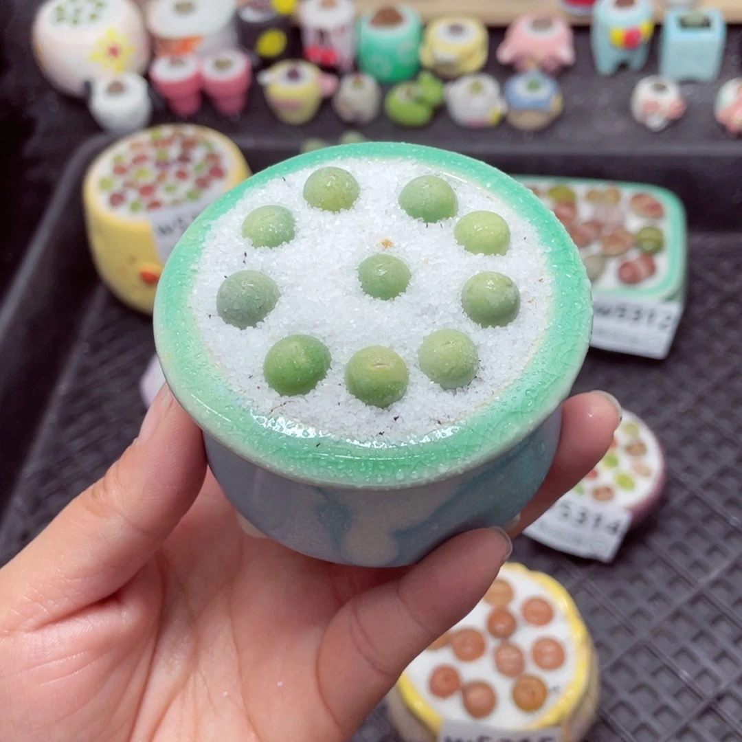 w5317 带盆土发货-零下地区拍保温箱