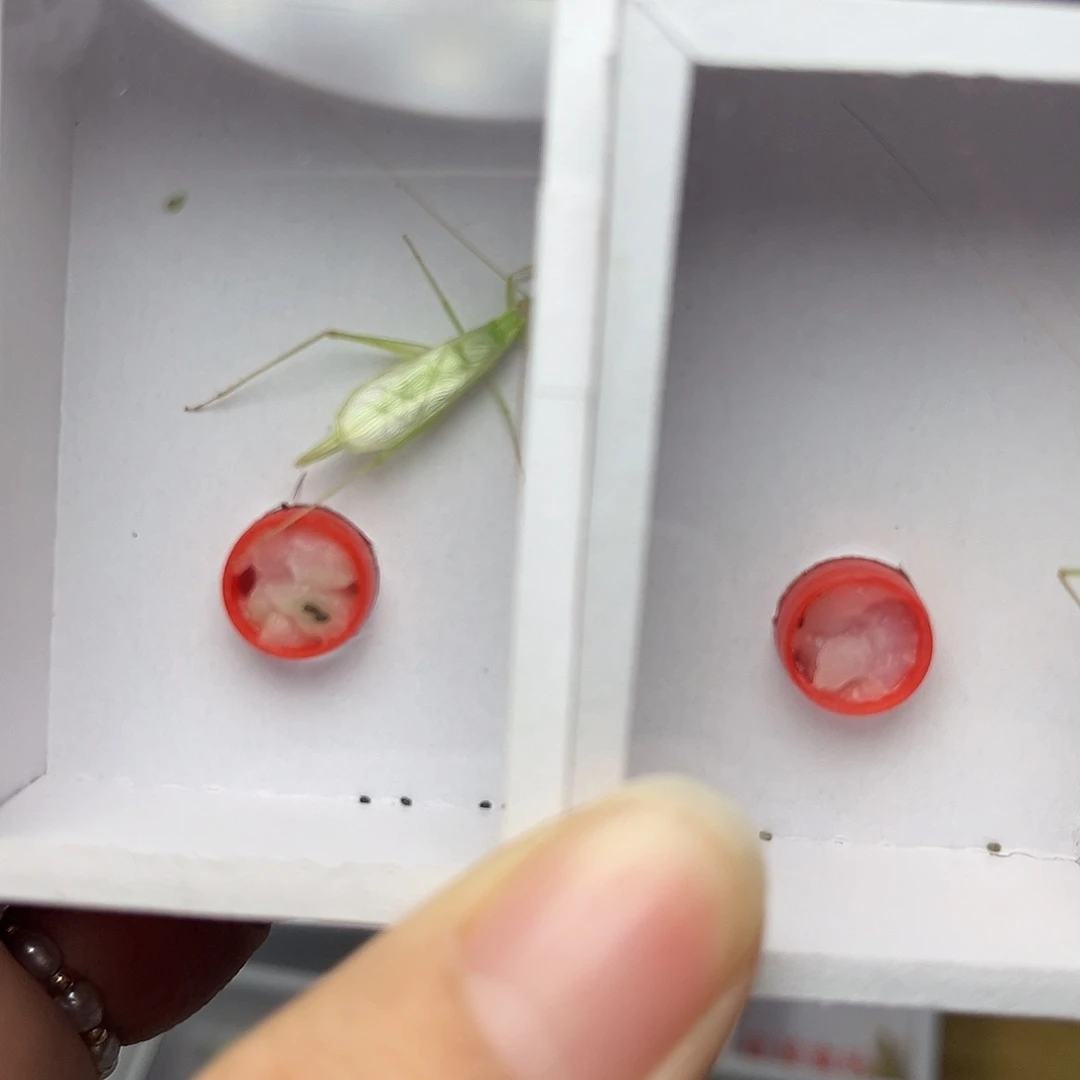 蚂蚁工坊青竹。